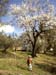 Margherita and the almond tree in blossom