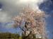 Almond tree in blossom