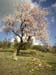 Margherita and the almond tree in blossom