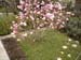 Magnolia in blossom
