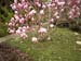 Magnolia in blossom