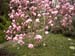Magnolia in blossom