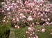 Magnolia in blossom