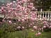 Magnolia in blossom