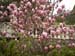 Magnolia in blossom