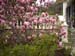 Magnolia in blossom