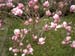 Magnolia in blossom