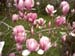 Magnolia in blossom