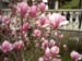 Magnolia in blossom