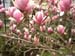 Magnolia in blossom