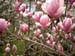 Magnolia in blossom