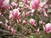 Magnolia in blossom