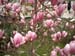 Magnolia in blossom