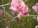 Magnolia in blossom