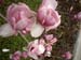Magnolia in blossom